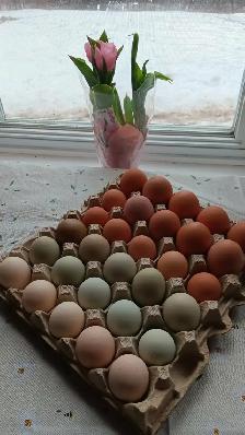 DAY OLD CHICKS & HATCHABLE RAINBOW EGGS - Photo 4