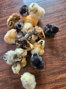 DAY OLD CHICKS & HATCHABLE RAINBOW EGGS - Photo 5