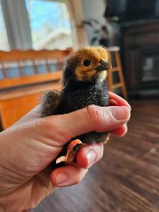 DAY OLD CHICKS & HATCHABLE RAINBOW EGGS - Photo 6