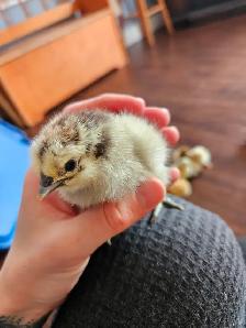 DAY OLD CHICKS & HATCHABLE RAINBOW EGGS - Photo 7