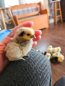 DAY OLD CHICKS & HATCHABLE RAINBOW EGGS - Photo 8