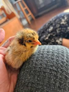 DAY OLD CHICKS & HATCHABLE RAINBOW EGGS - Photo 9