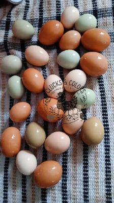 DAY OLD CHICKS & HATCHABLE RAINBOW EGGS - Photo 11