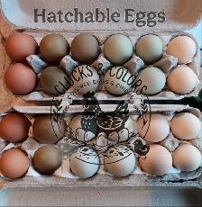 DAY OLD CHICKS & HATCHABLE RAINBOW EGGS - Photo 14