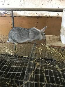 Lapin de chair - Photo 2