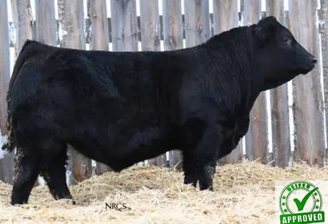 Black, Polled Heifer Bull