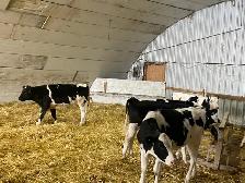 Steers for Sale - Photo 2