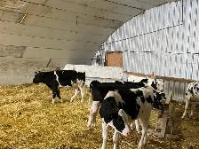 Steers for Sale - Photo 3