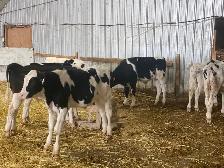 Steers for Sale - Photo 4