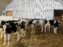 Steers for Sale - Photo 5