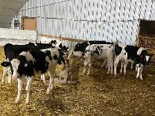 Steers for Sale - Photo 6