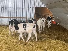 Steers for Sale - Photo 7