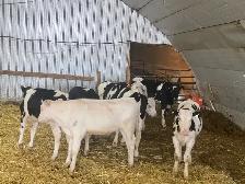 Steers for Sale - Photo 8