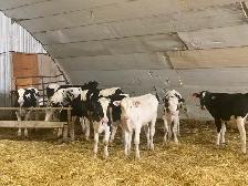 Steers for Sale - Photo 9