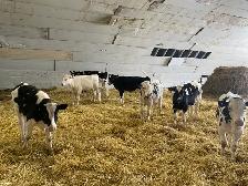 Steers for Sale - Photo 10