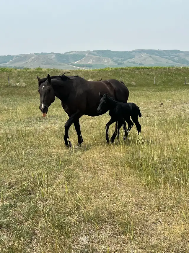 Quality AQHA Broodmare - Photo 2
