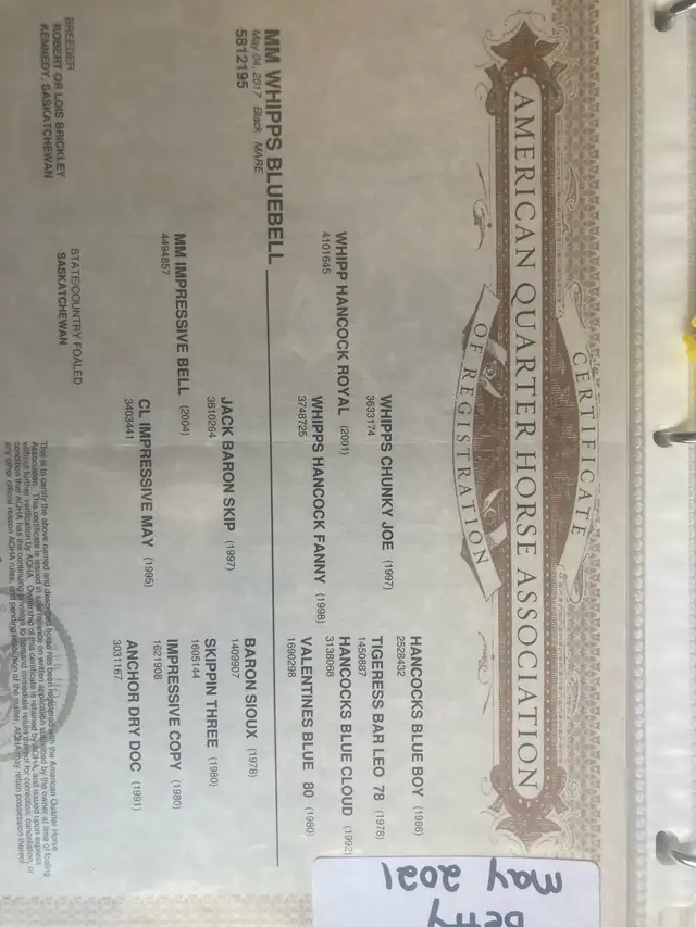 Quality AQHA Broodmare - Photo 3