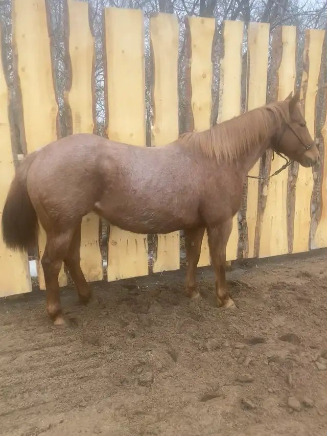 Beautiful Red Roan Draft Cross Mare