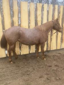 Beautiful Red Roan Draft Cross Mare