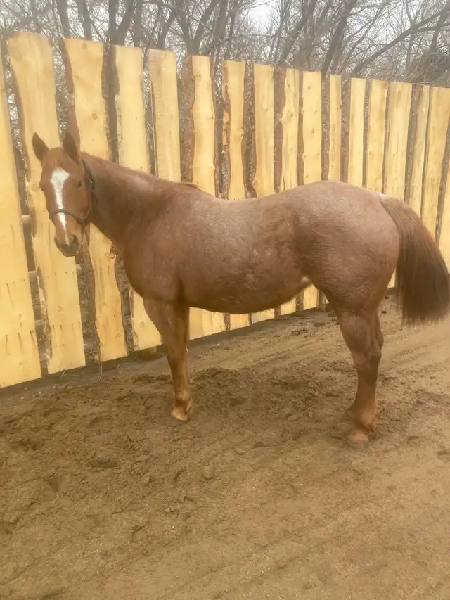 Beautiful Red Roan Draft Cross Mare - Photo 2