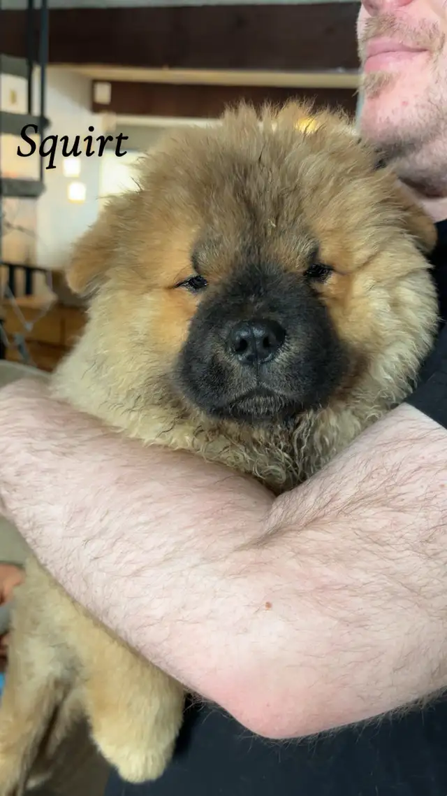Beautiful chowchow puppies