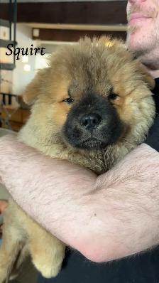 Beautiful chowchow puppies