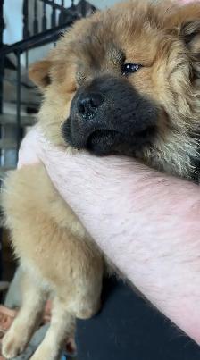 Beautiful chowchow puppies - Photo 2