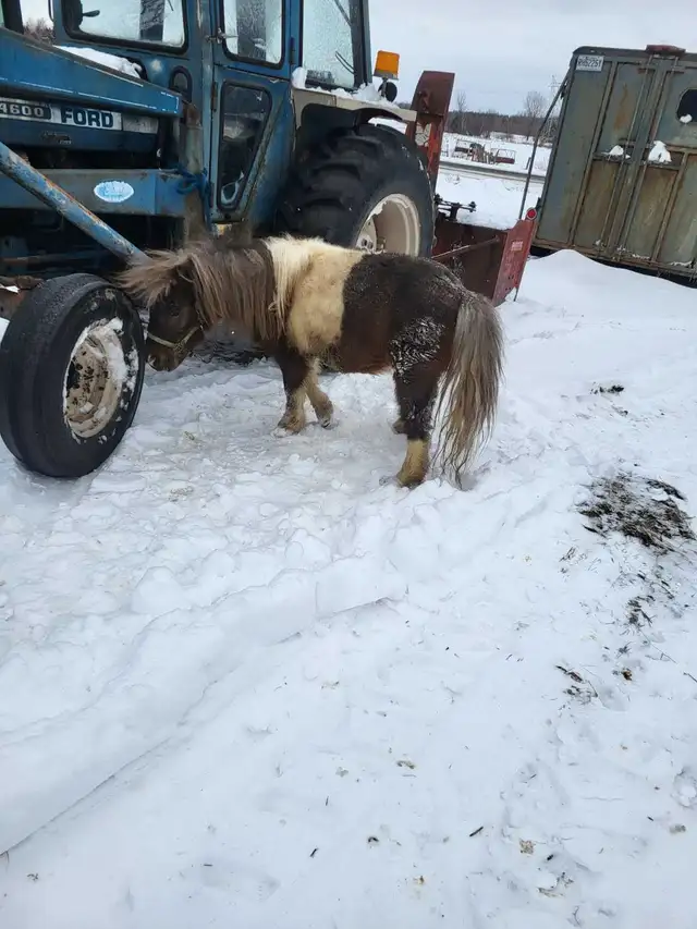 poney étalon - Photo 2