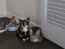 Kitten for adoption - Photo 3