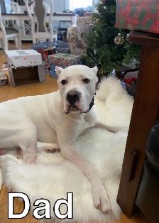 Arentino Dogo Puppies for sale