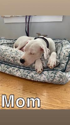 Arentino Dogo Puppies for sale - Photo 2