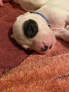 Arentino Dogo Puppies for sale - Photo 3