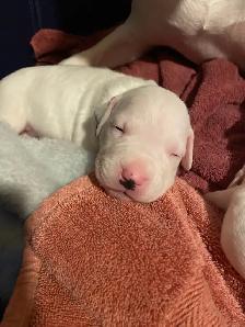Arentino Dogo Puppies for sale - Photo 4