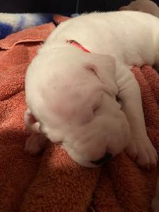 Arentino Dogo Puppies for sale - Photo 5