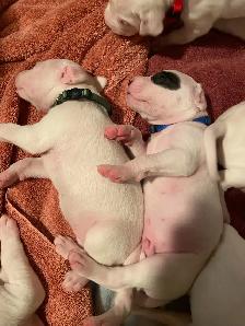 Arentino Dogo Puppies for sale - Photo 6