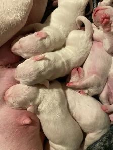 Arentino Dogo Puppies for sale - Photo 7