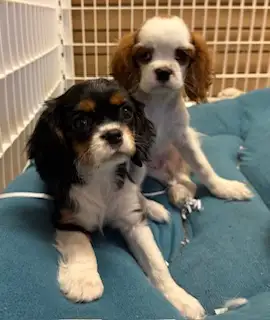 Chiot Cavalier King Charles
