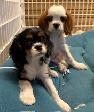 Chiot Cavalier King Charles