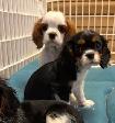Chiot Cavalier King Charles - Photo 2