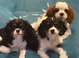 Chiot Cavalier King Charles - Photo 4