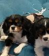 Chiot Cavalier King Charles - Photo 5