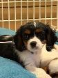 Chiot Cavalier King Charles - Photo 6