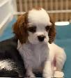 Chiot Cavalier King Charles - Photo 7