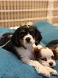 Chiot Cavalier King Charles - Photo 8