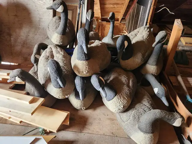 Canada goose decoys