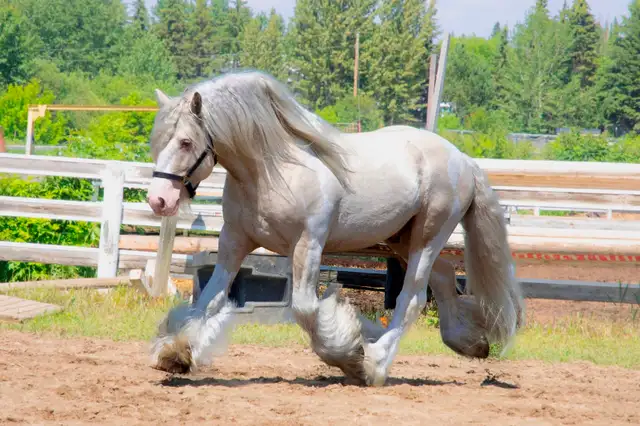 Standing at Stud: Palomino Pearl Gypsy Vanner