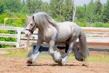 Standing at Stud: Palomino Pearl Gypsy Vanner