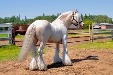 Standing at Stud: Palomino Pearl Gypsy Vanner - Photo 2