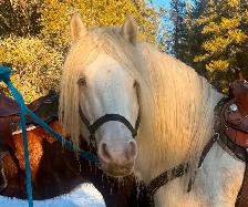Standing at Stud: Palomino Pearl Gypsy Vanner - Photo 3