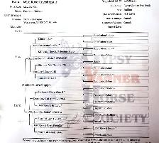 Standing at Stud: Palomino Pearl Gypsy Vanner - Photo 4